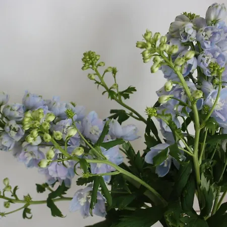 アパート Golden House