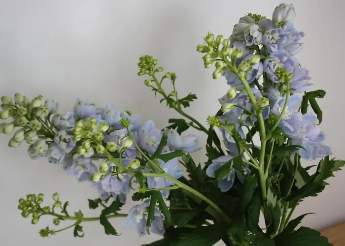 Lejlighed Golden House